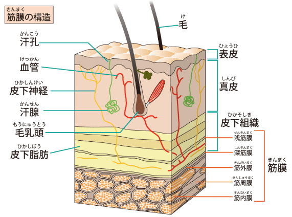 筋膜の構造のイラスト